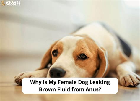 why is my dog leaking brown fluid|My Dog’s Bottom Is Leaking: What is This Liquid。